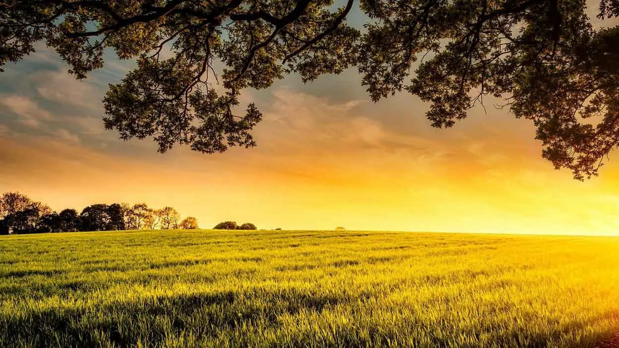 Agricultural farmland in Madera County supported by the Resource Conservation District